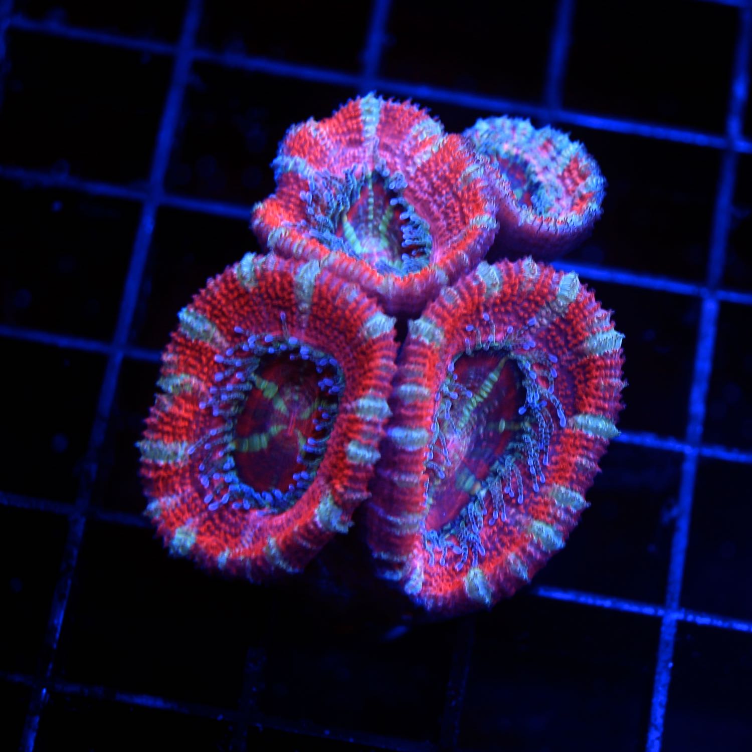 Acan Lord