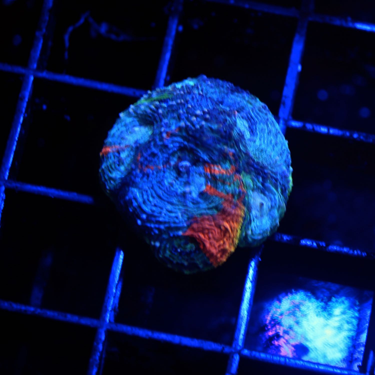 Acan Echinata