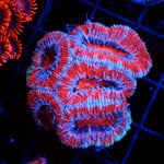 Acan Frag