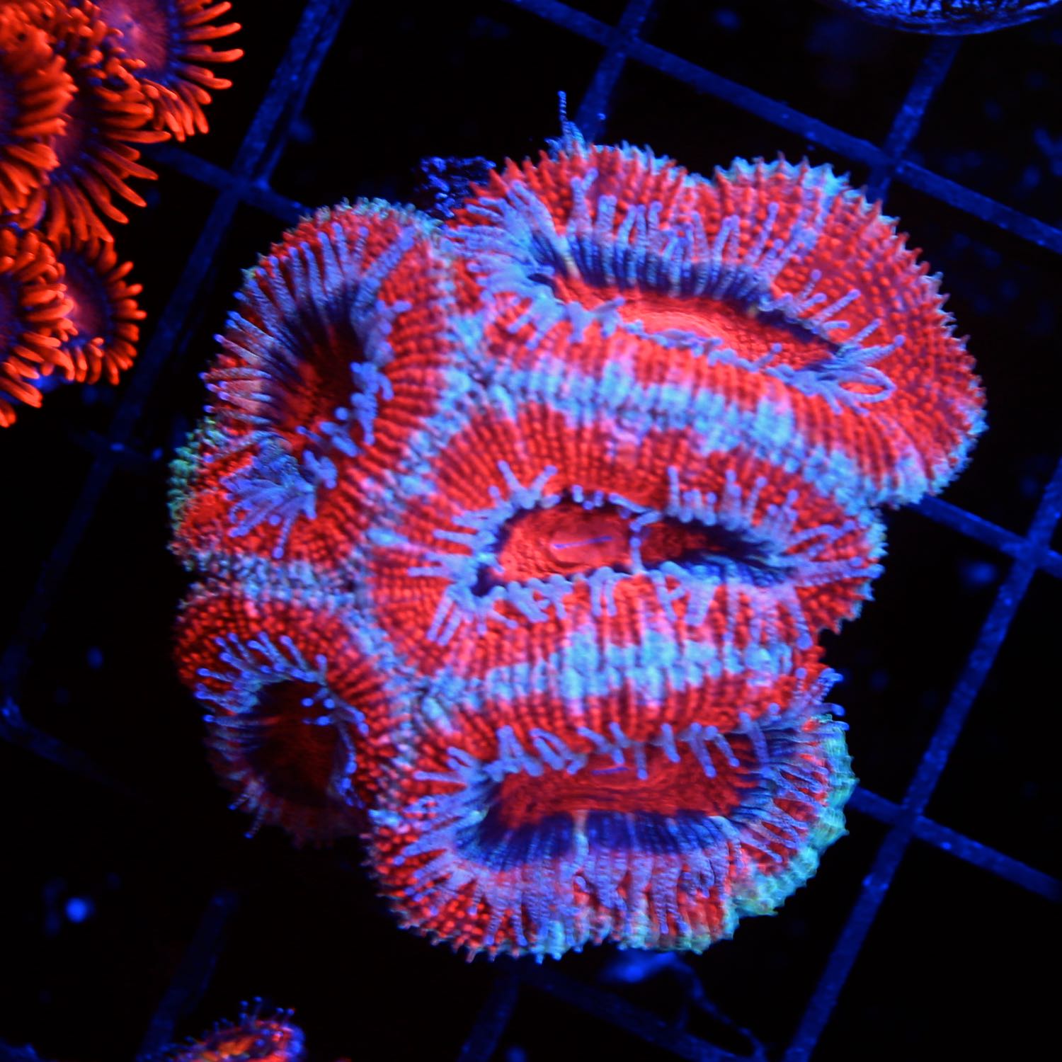Acan Frag