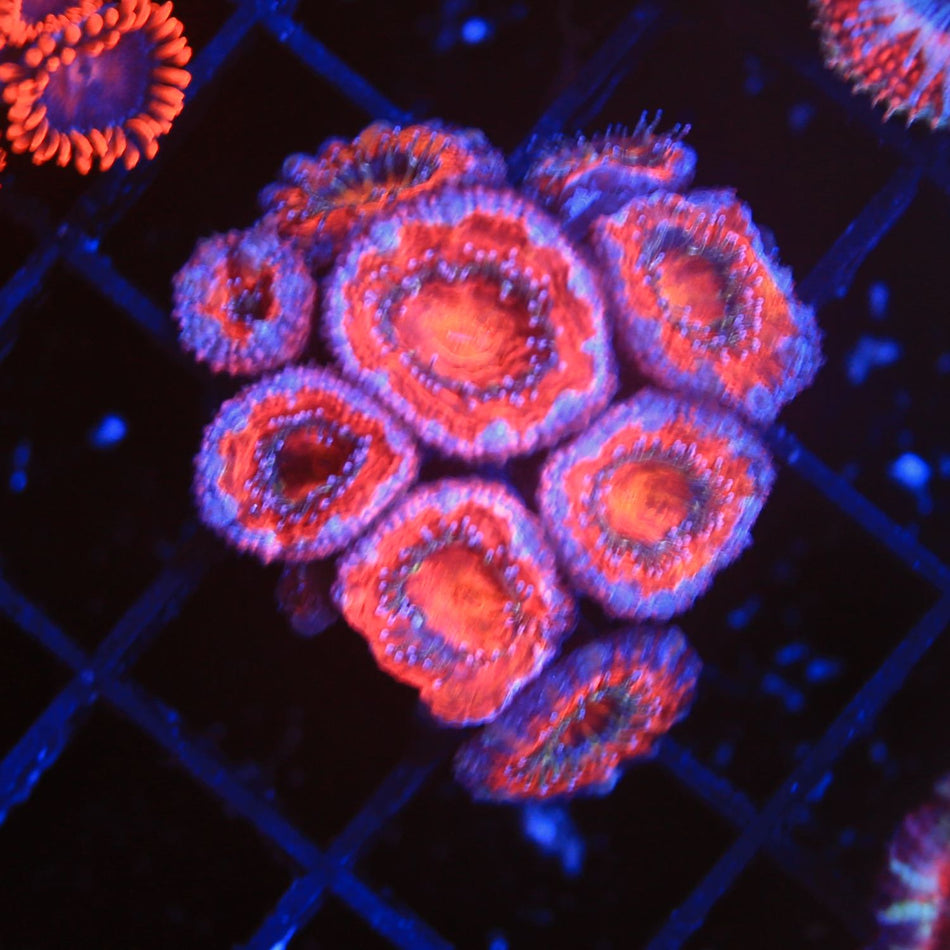 Acan Lord