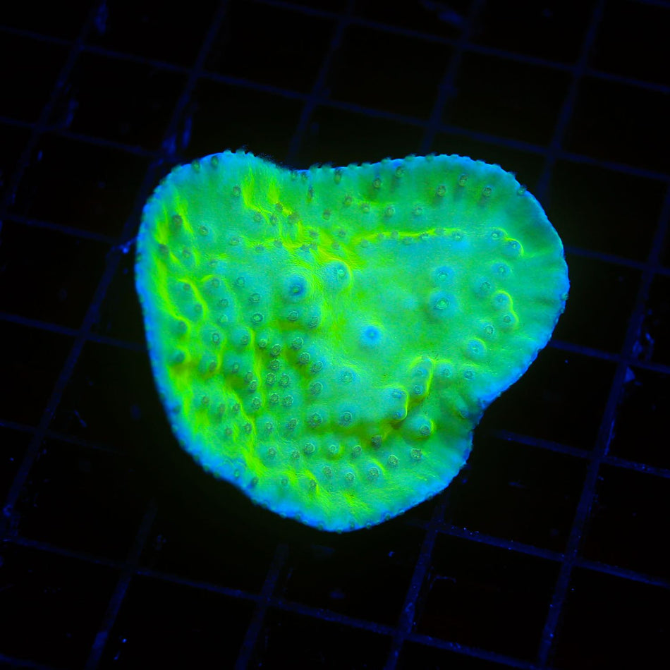 Pagoda Cup Coral