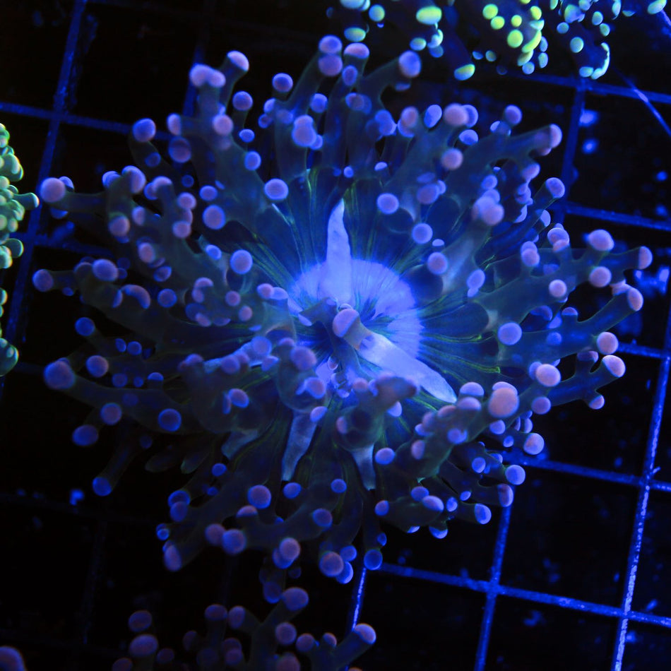 TriColor Frogspawn