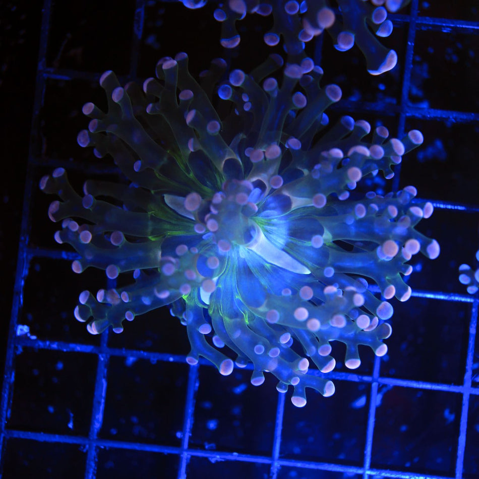 TriColor Frogspawn