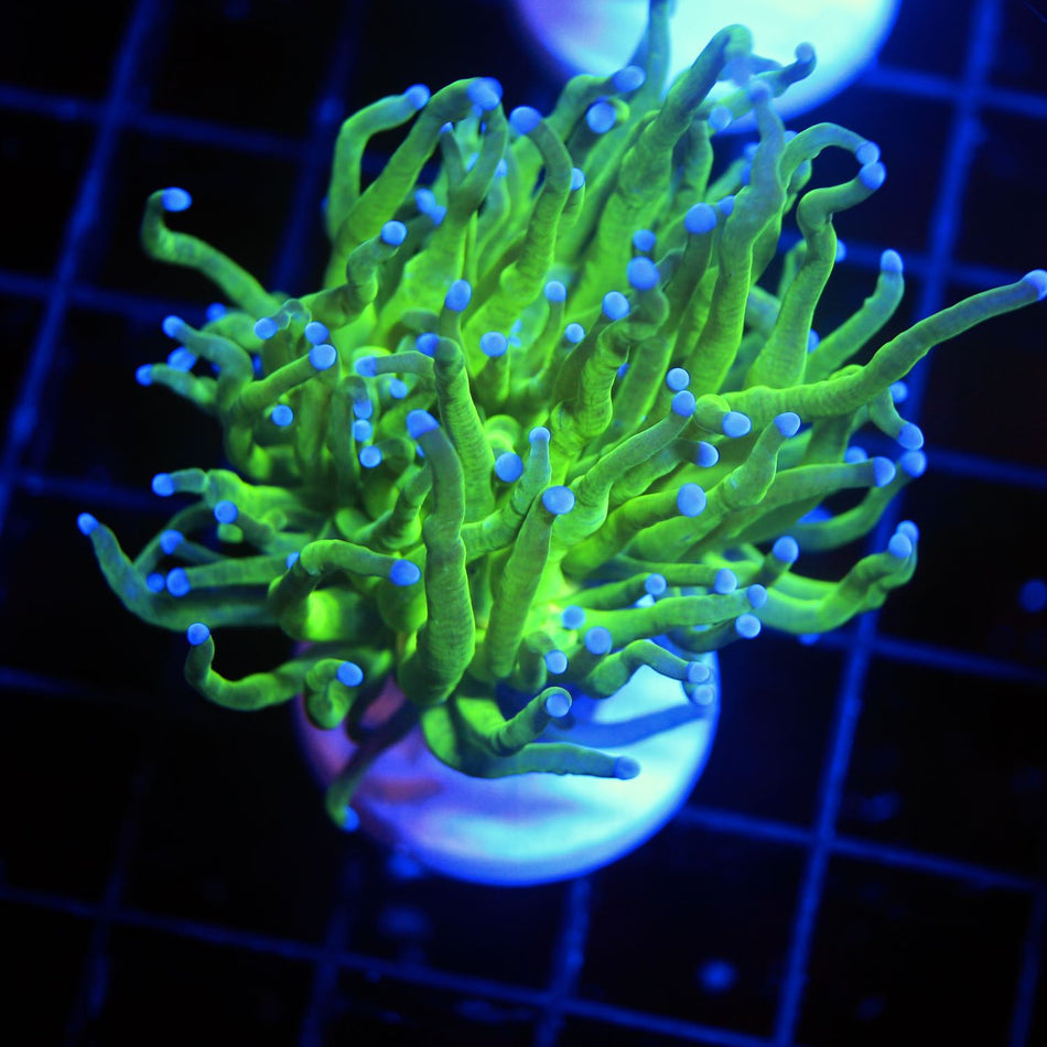 Blue Tip Torch