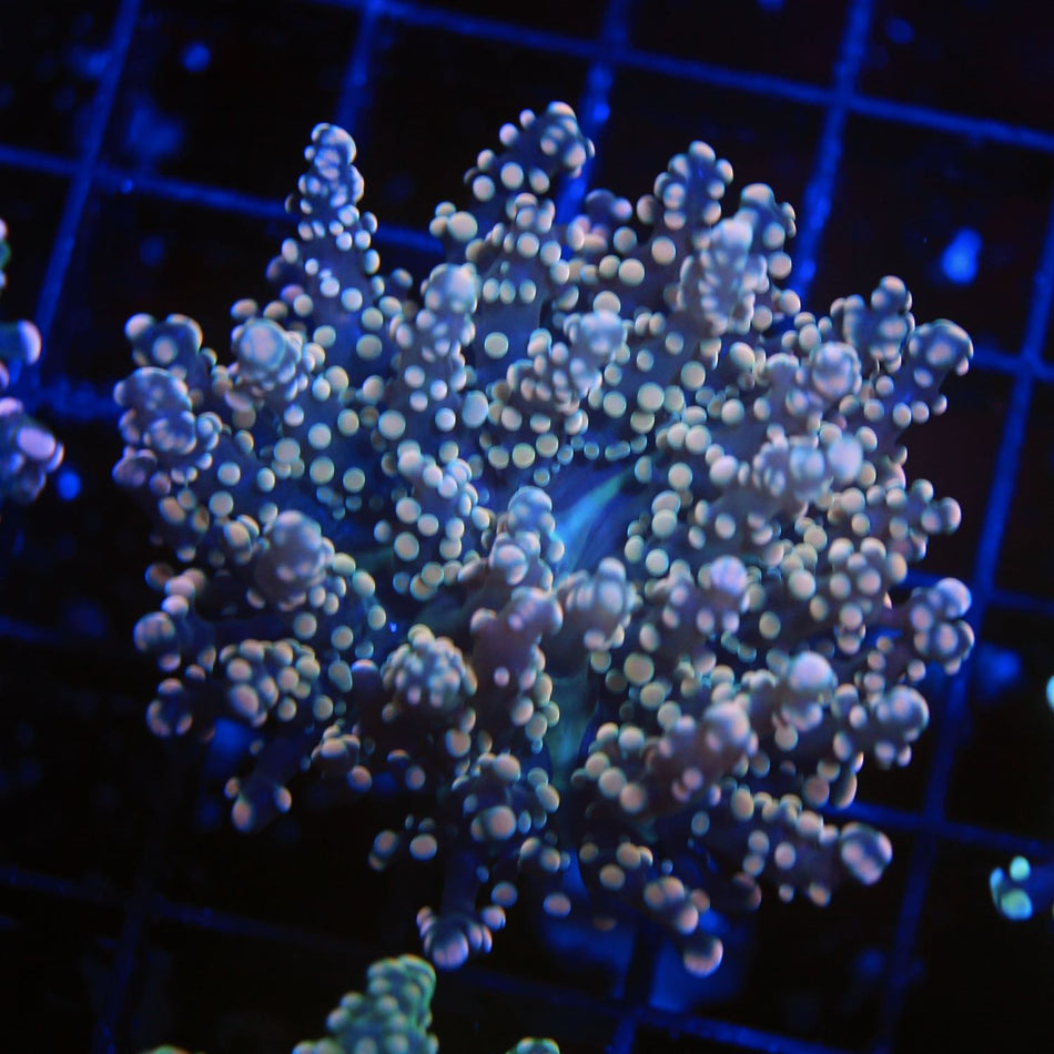 Gold Frogspawn