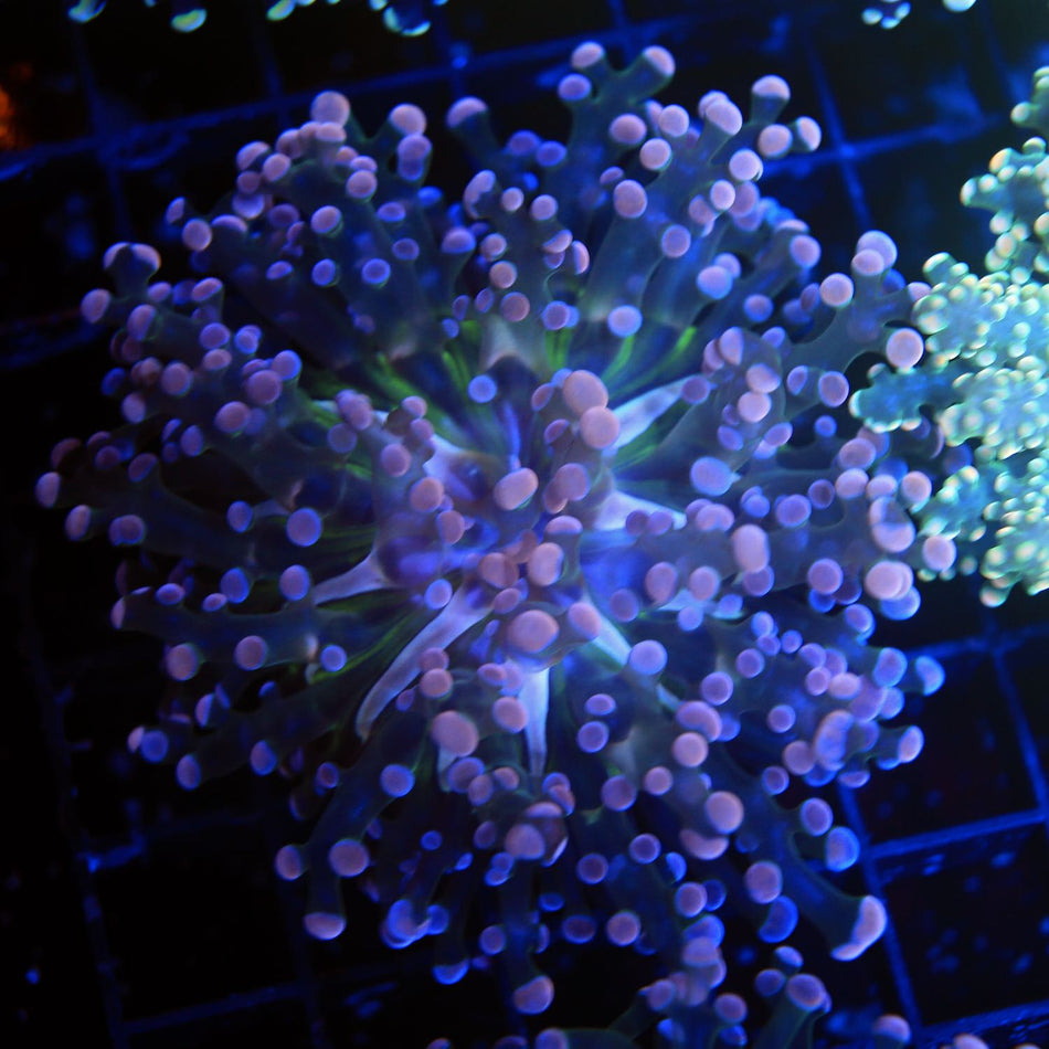 TriColor Frogspawn