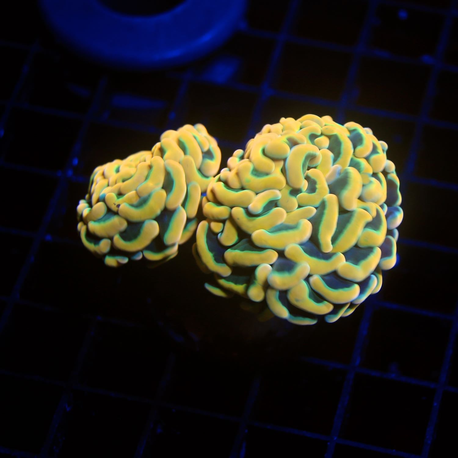 Malaysia Neon Gold Hammer