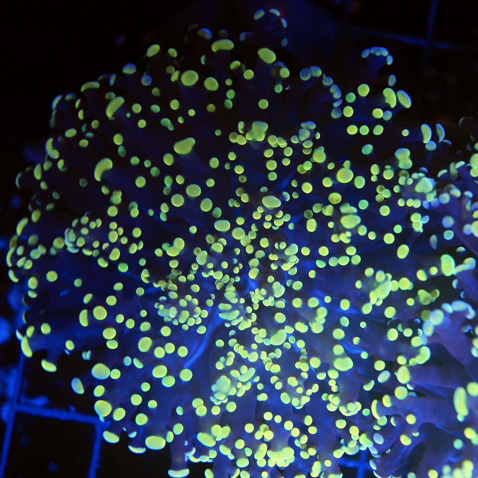 Gold Frogspawn