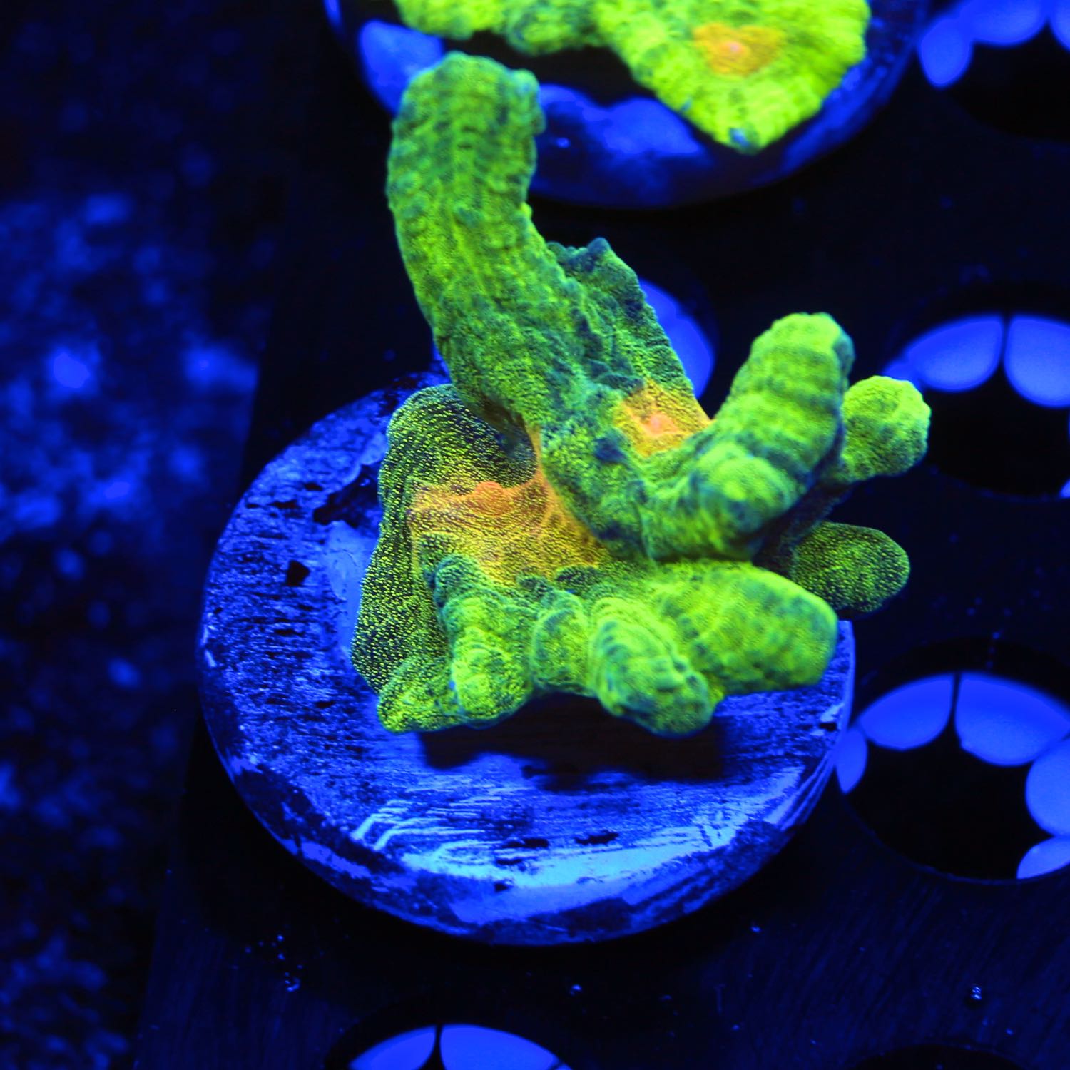 Space Invader Pectinia