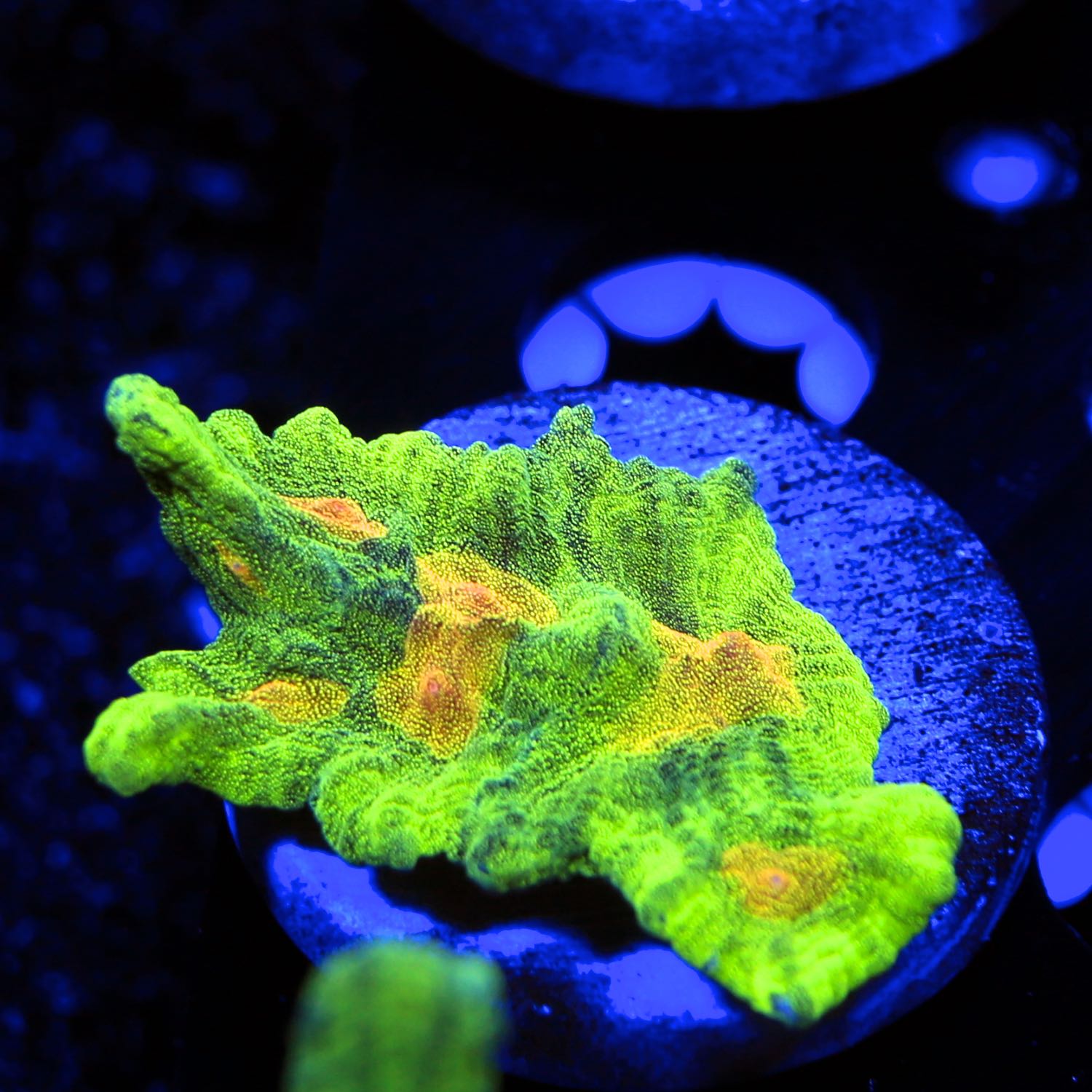 Space Invader Pectinia