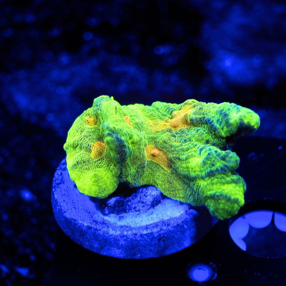 Space Invader Pectinia