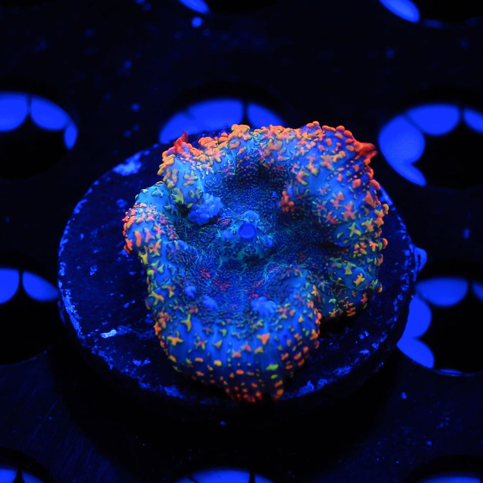 Rainbow Rim Rhodactis