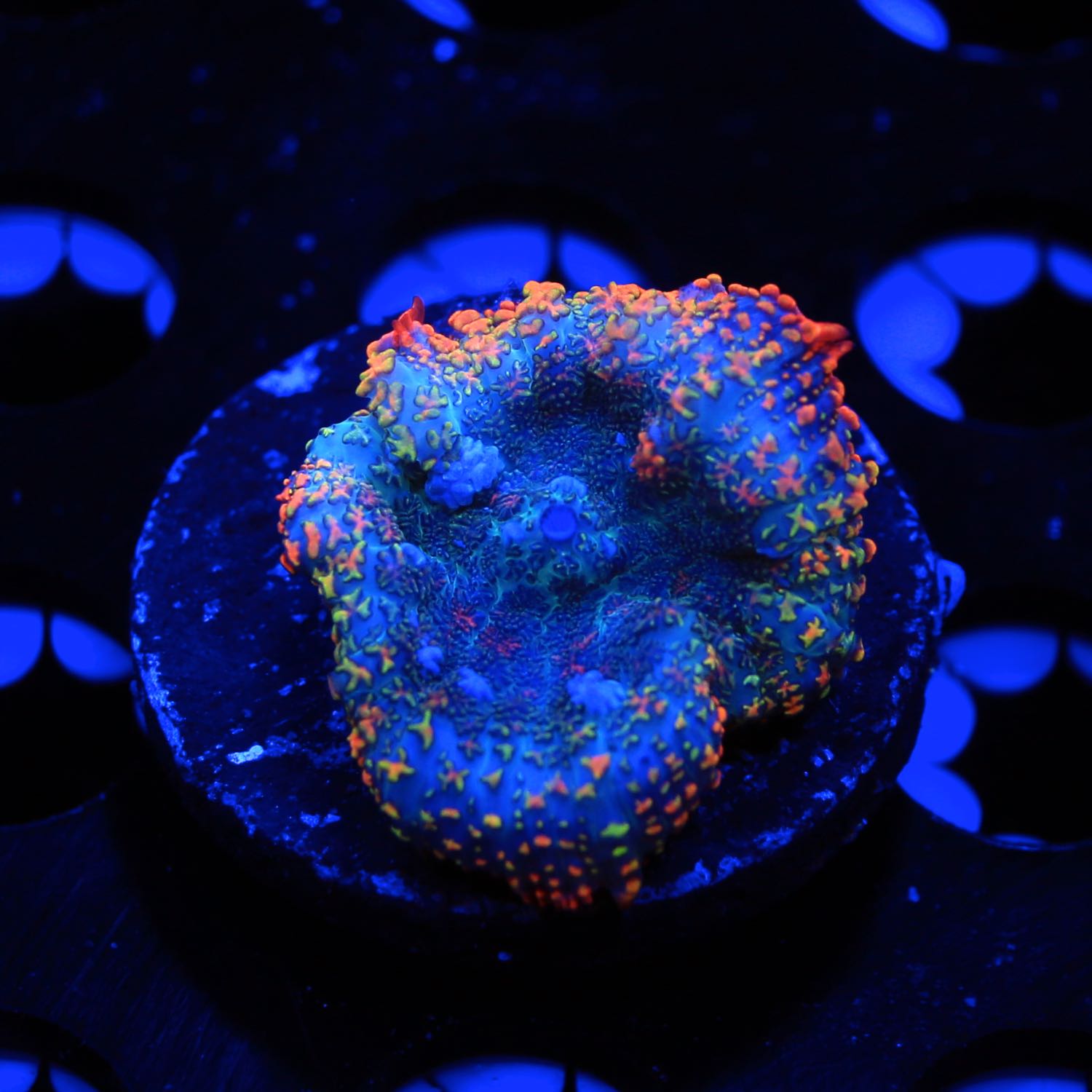 Rainbow Rim Rhodactis