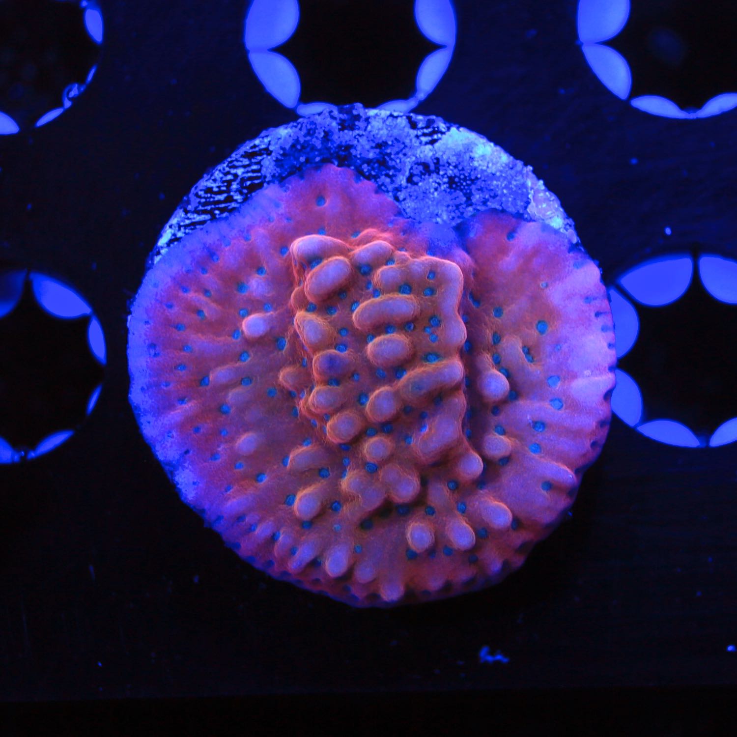 Slow Burn Montipora