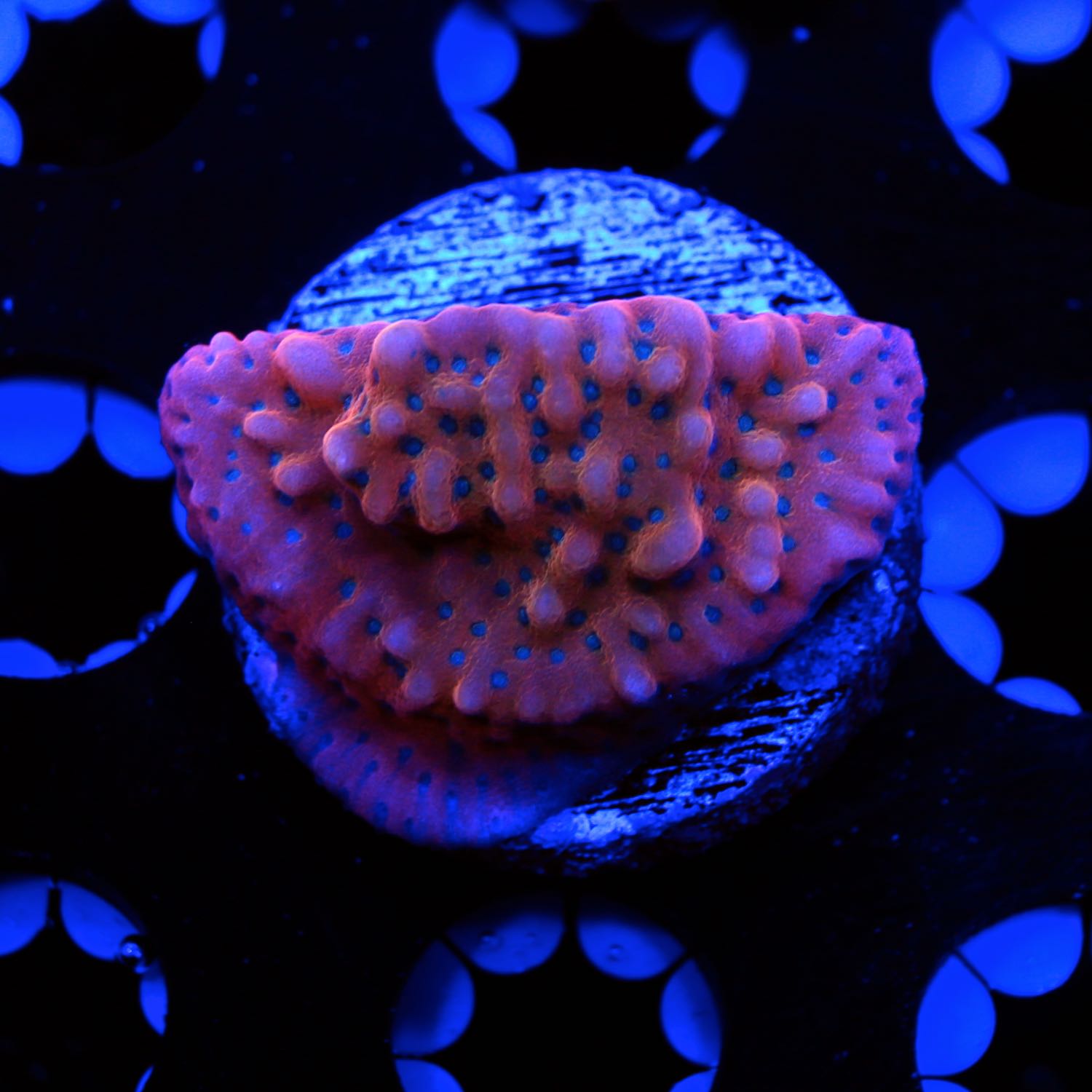 Slow Burn Montipora