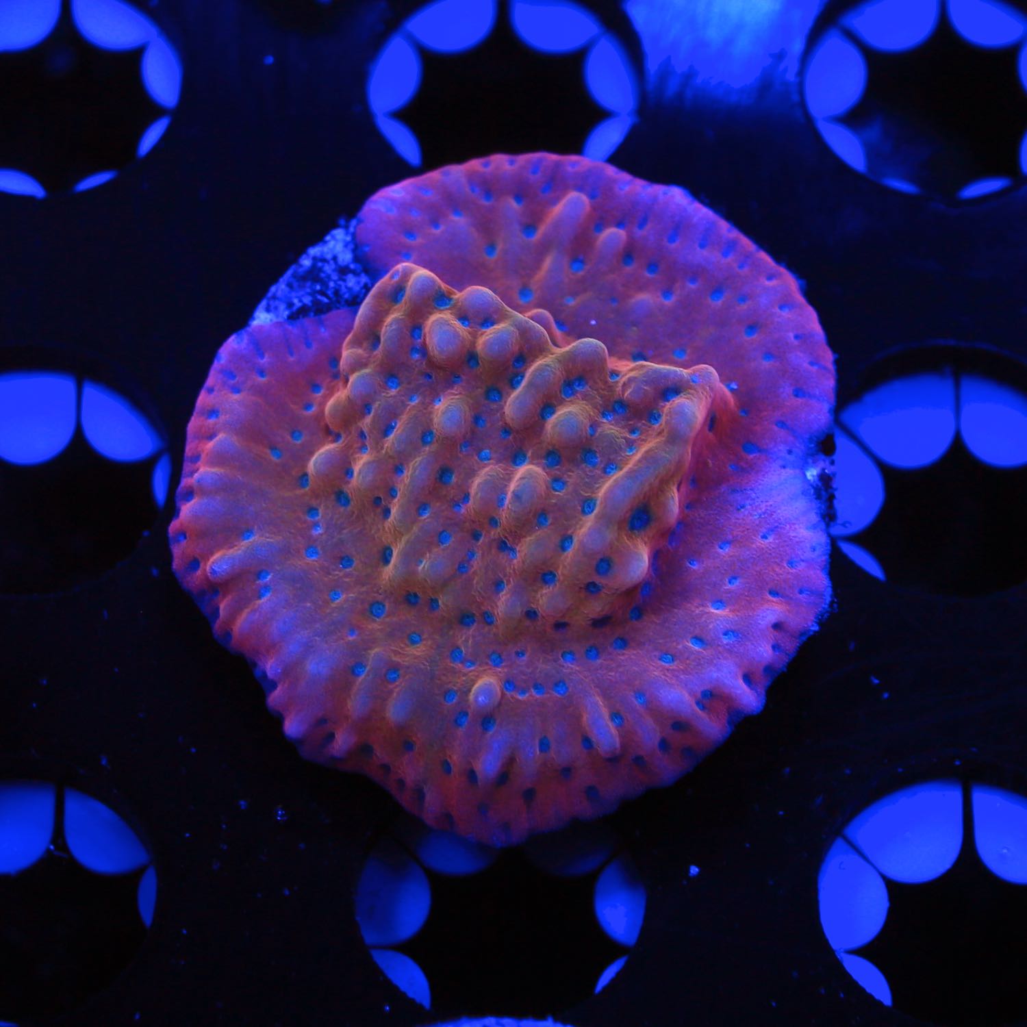 Slow Burn Montipora