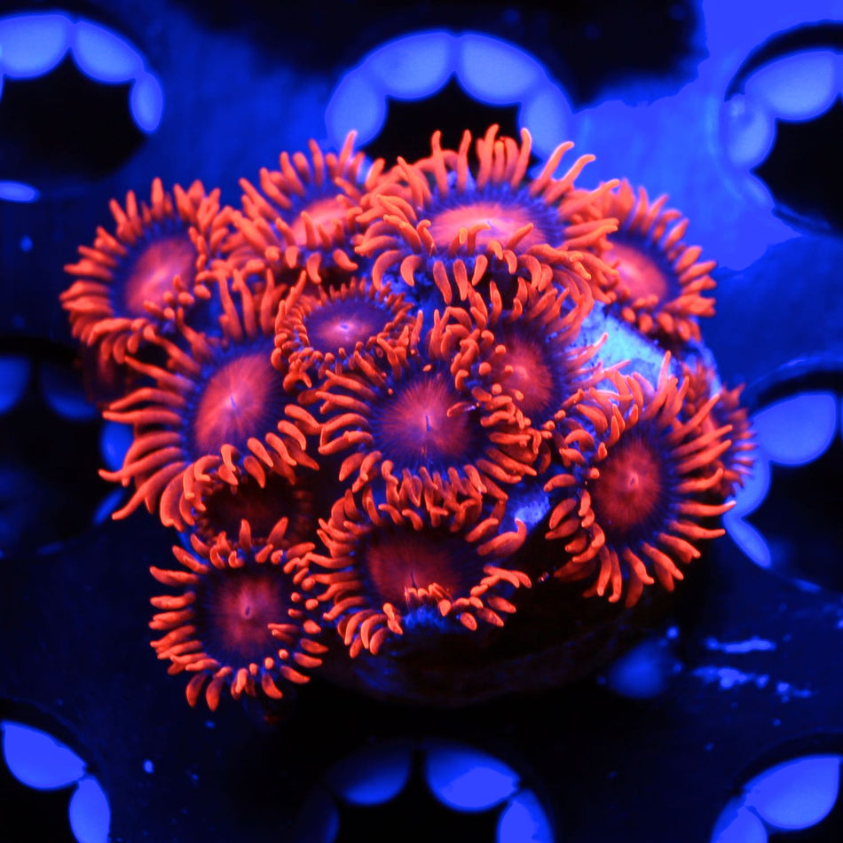 Bam Bam Zoanthids