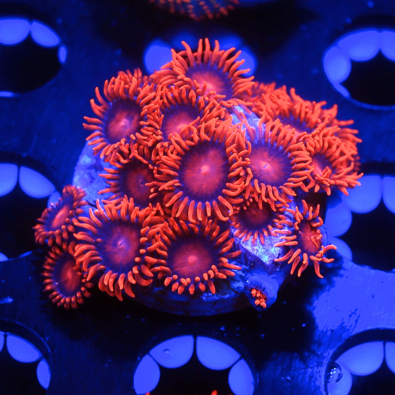 Bam Bam Zoanthids