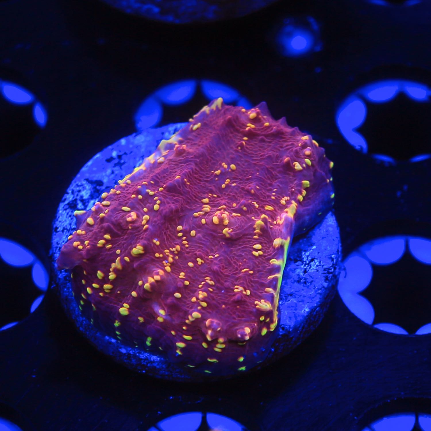 JF GoldMeister Chalice