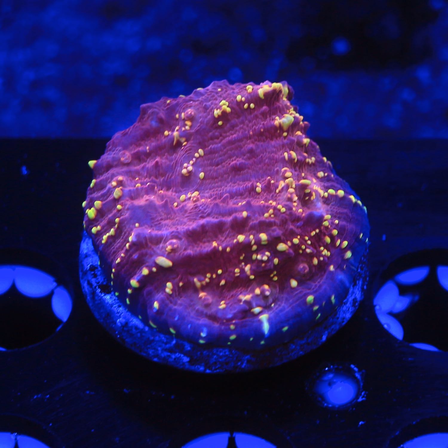 JF Goldmeister Chalice