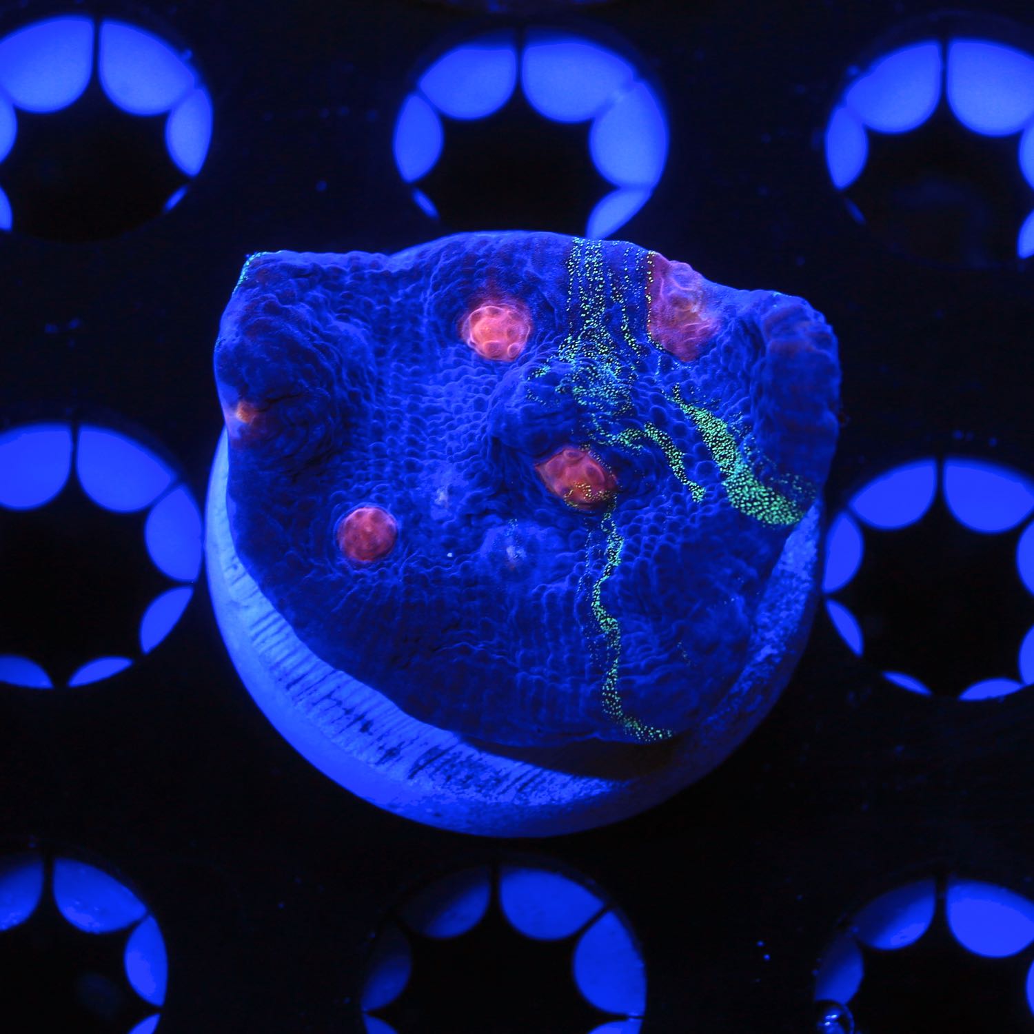 TSA Raja in Pajamas Chalice