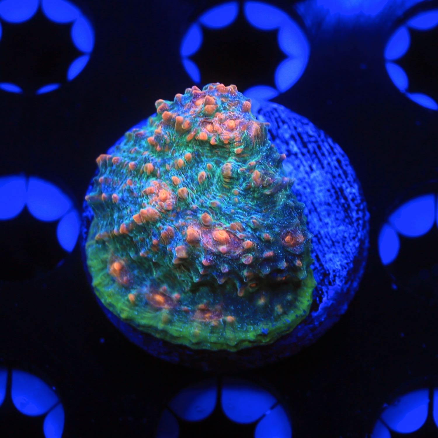 Capt America Chalice