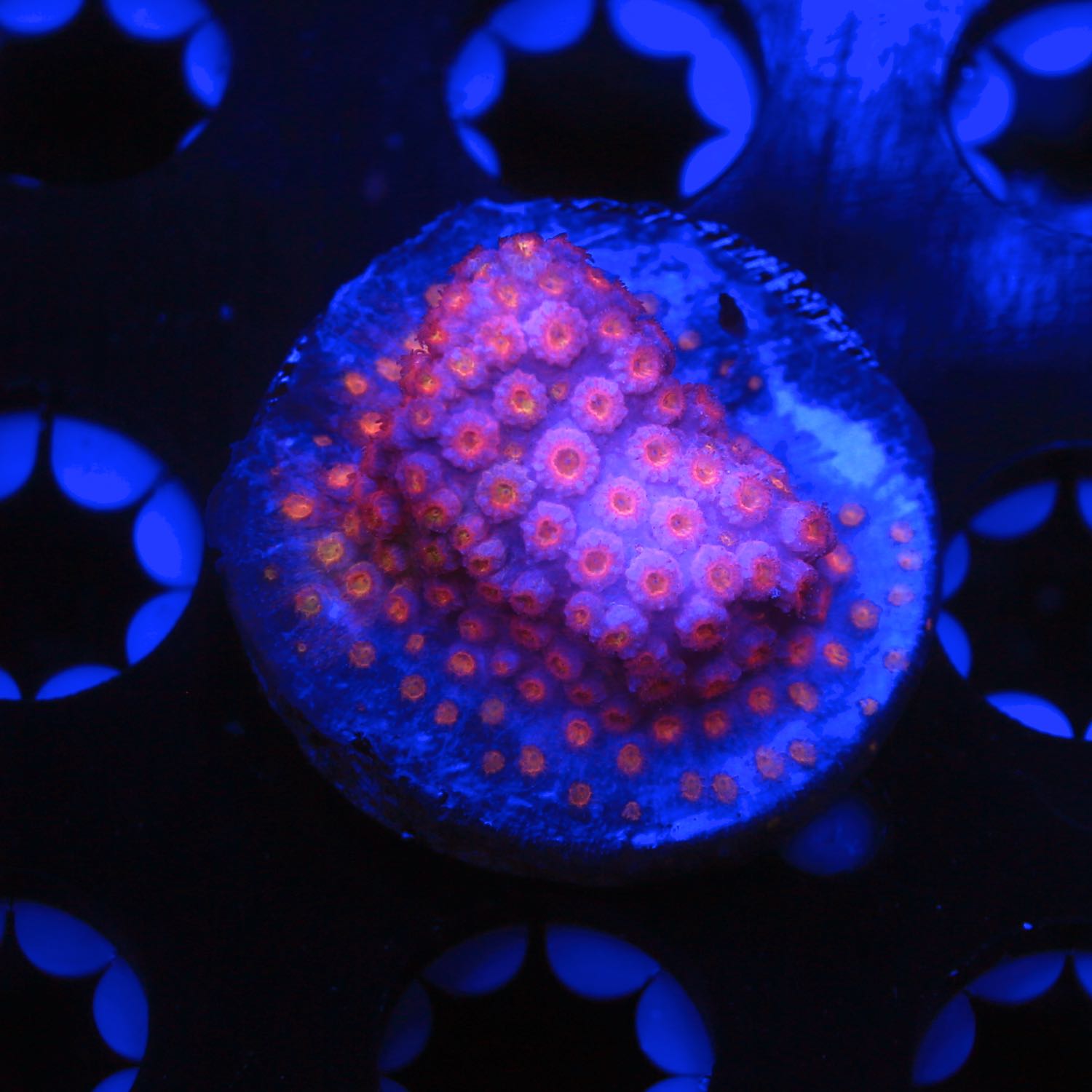 Pinky and the Brain Cyphastrea