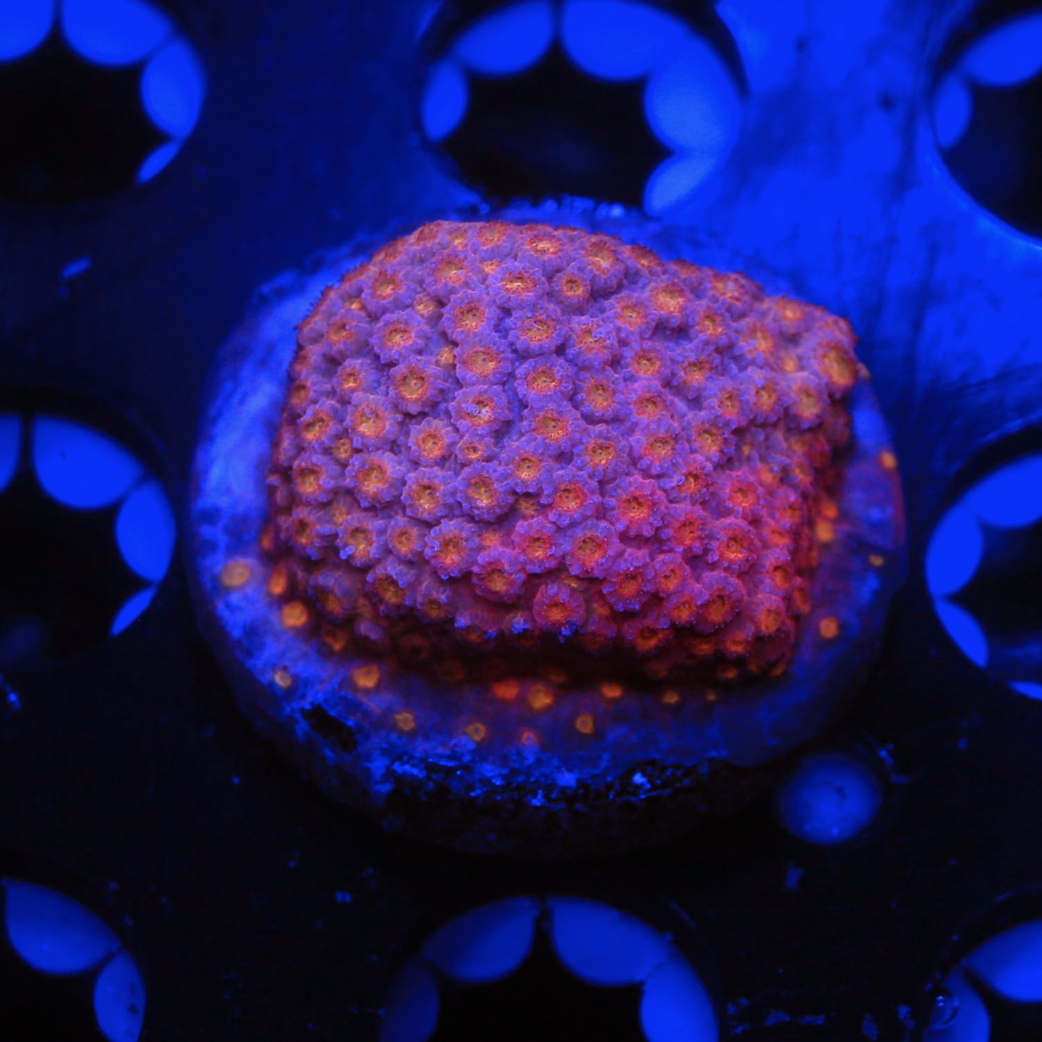 Pinky and the Brain Cyphastrea