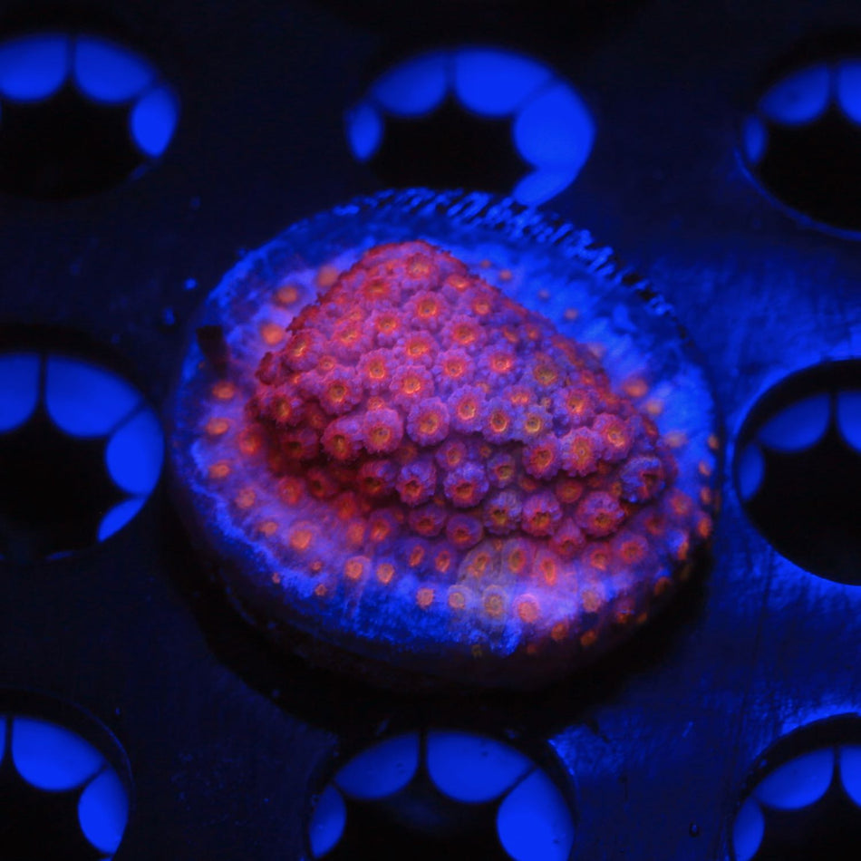Pinky and the Brain Cyphastrea