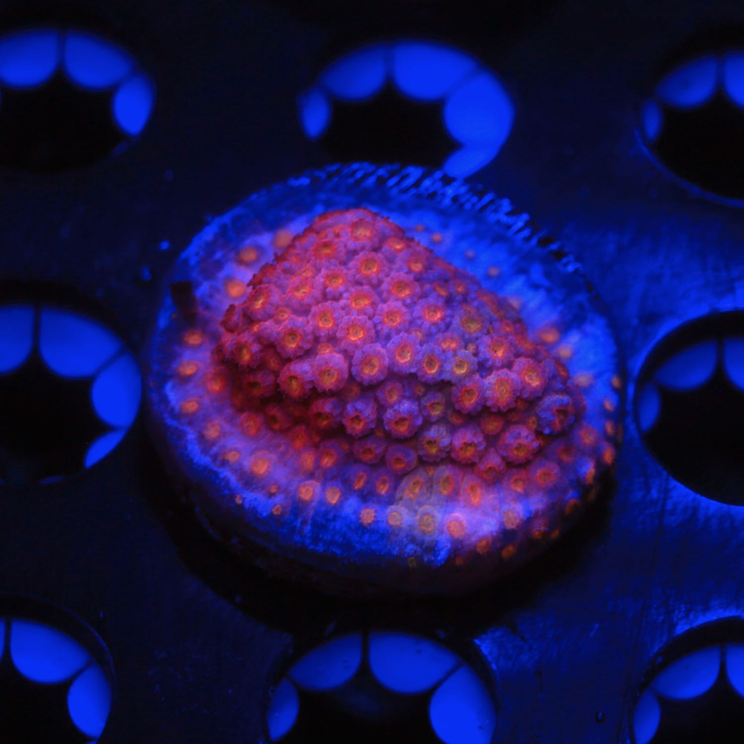 Pinky and the Brain Cyphastrea