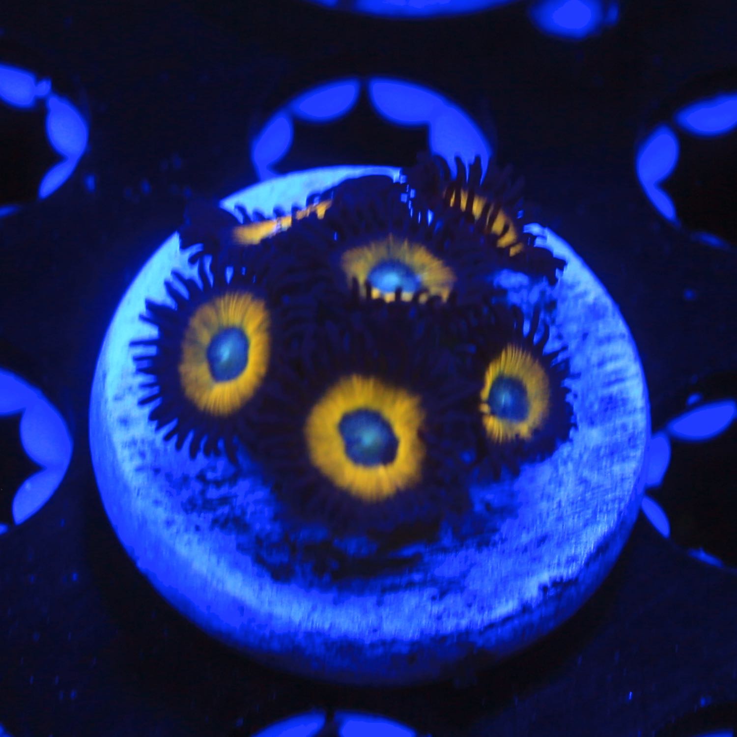 Yellow Jackets Zoanthids