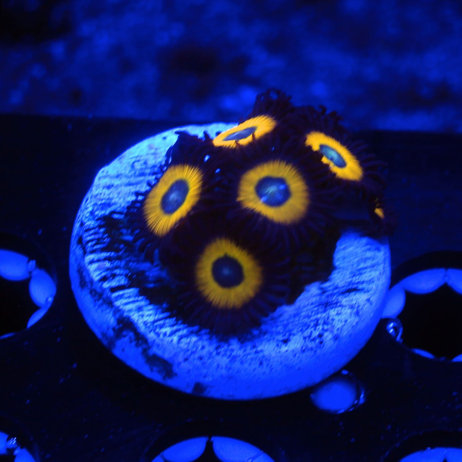 Yellow Jackets Zoanthids