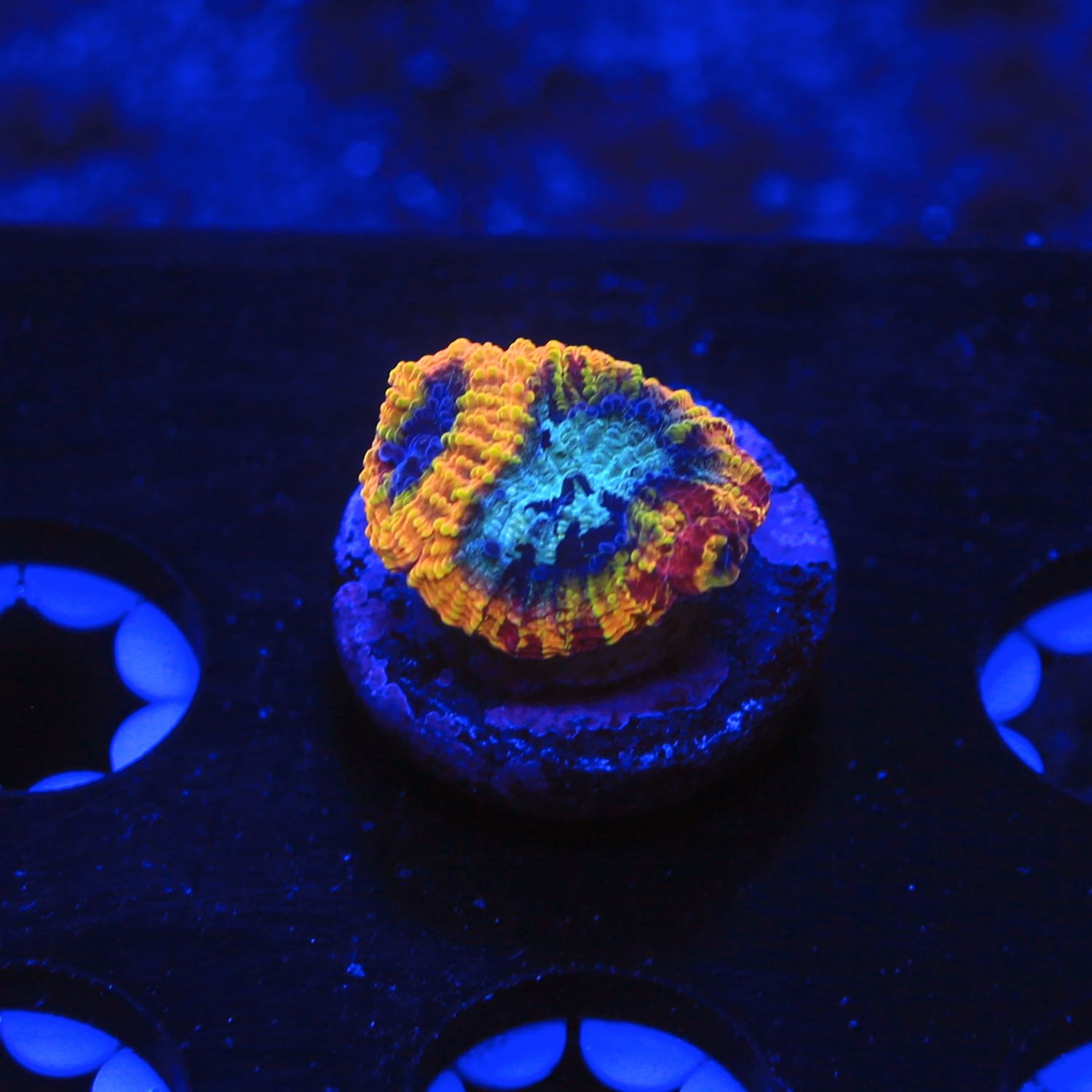 JF Yellow Submarine Favia