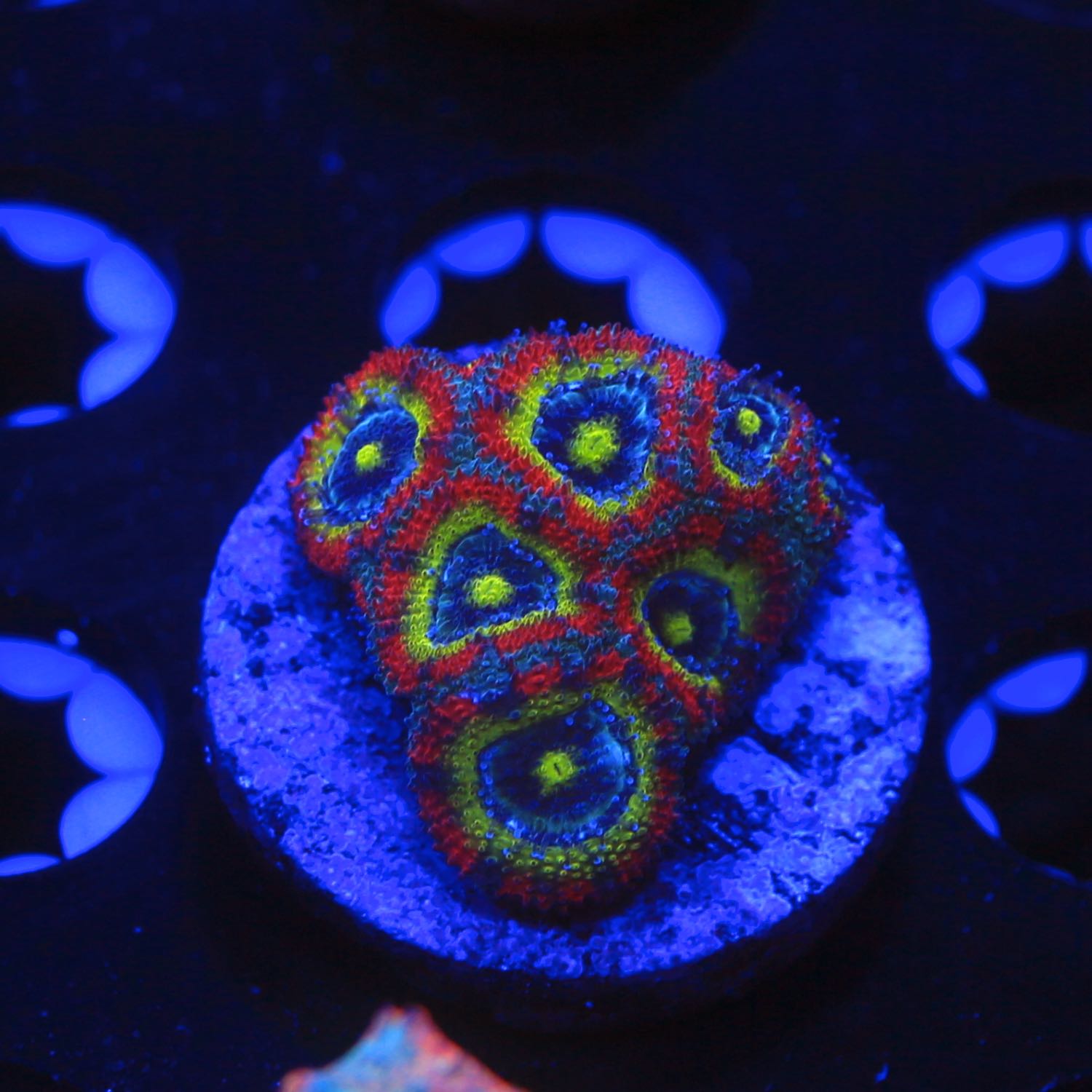 Holy Grail Micromussa