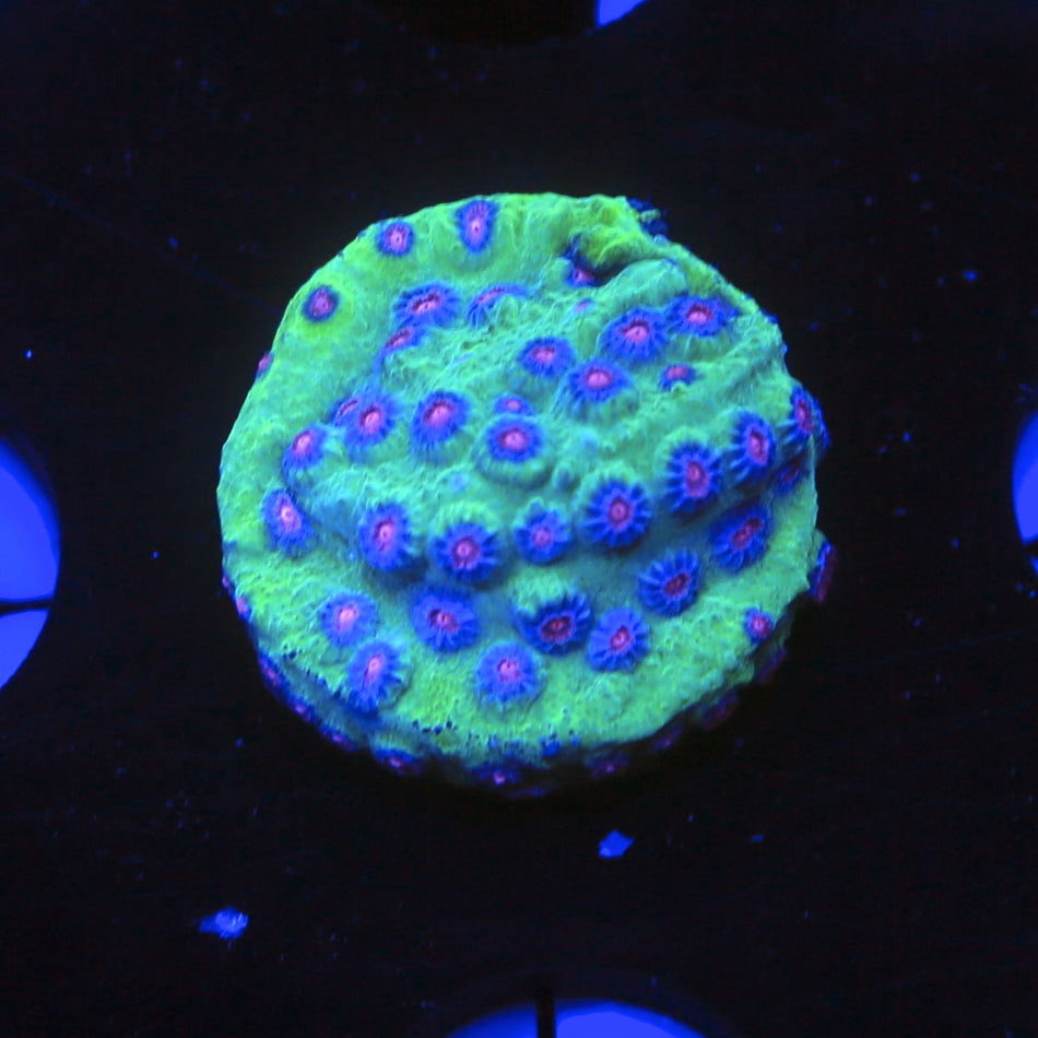 South Beach Cyphastrea