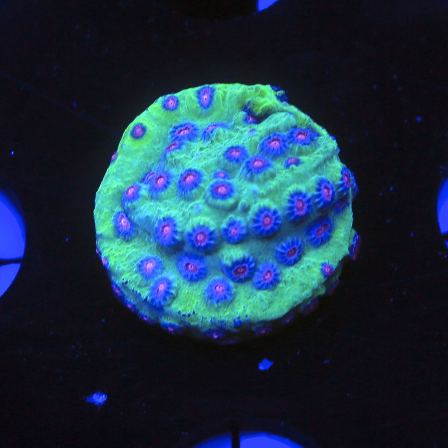 South Beach Cyphastrea