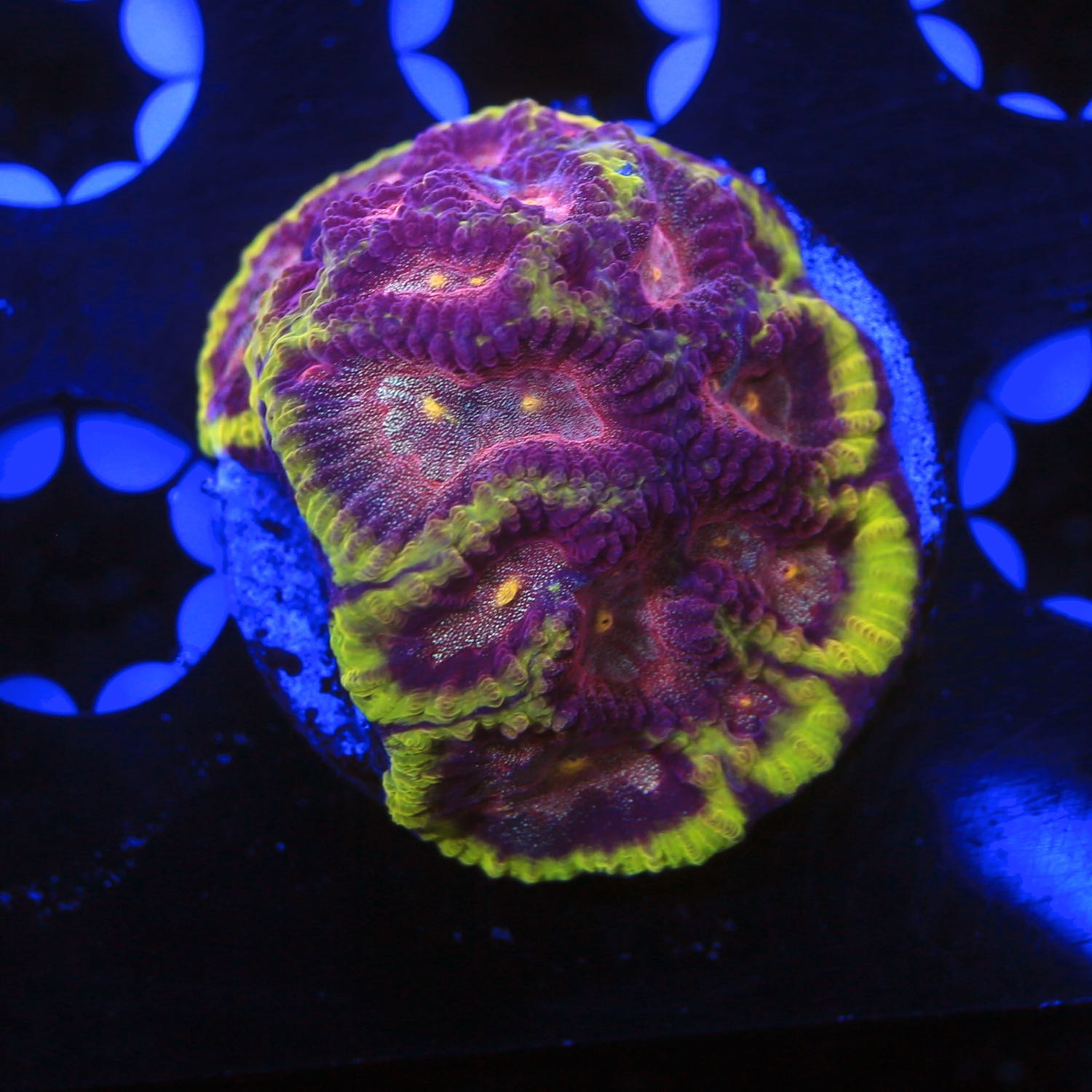 JF Blood Diamond Favia