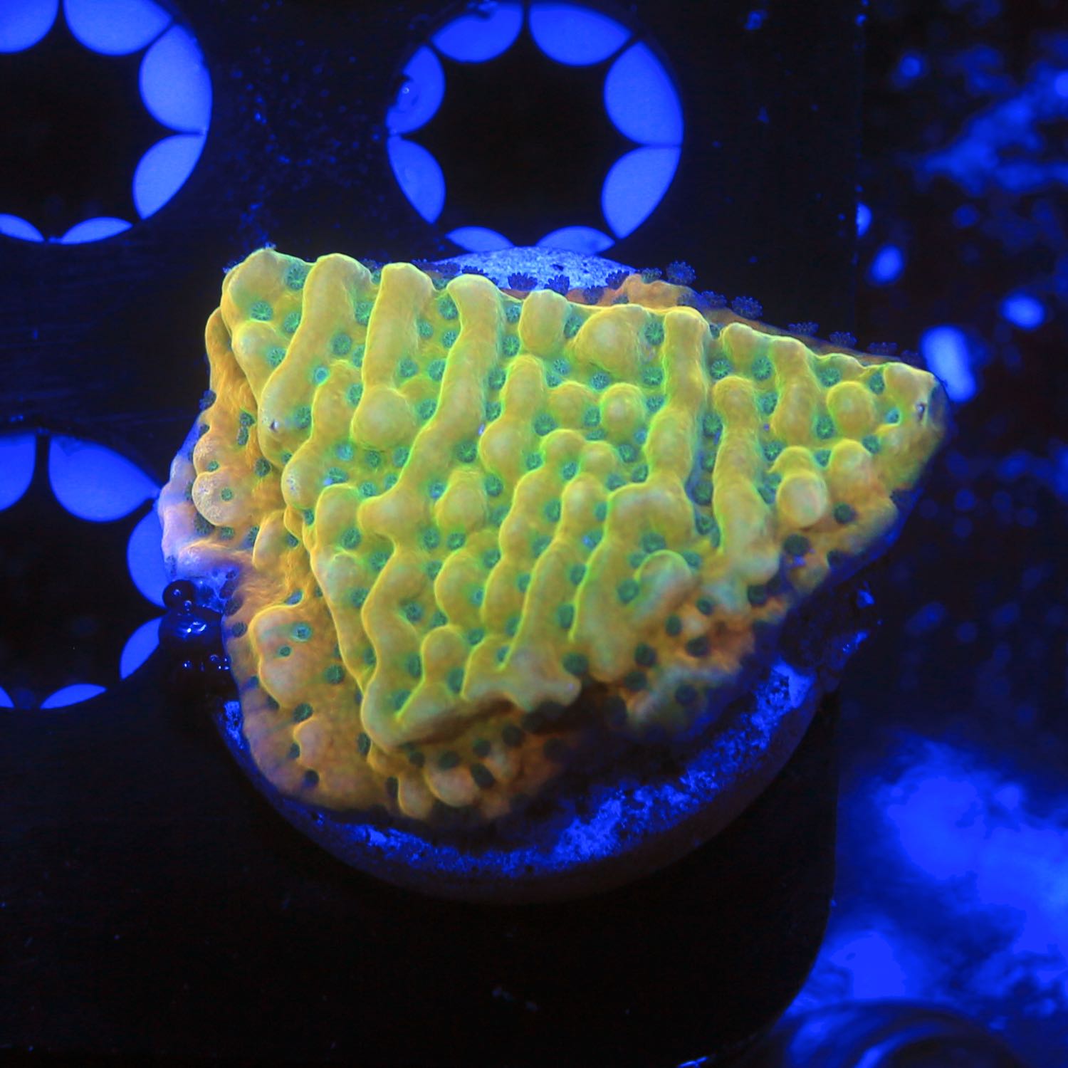Beach Bum Montipora