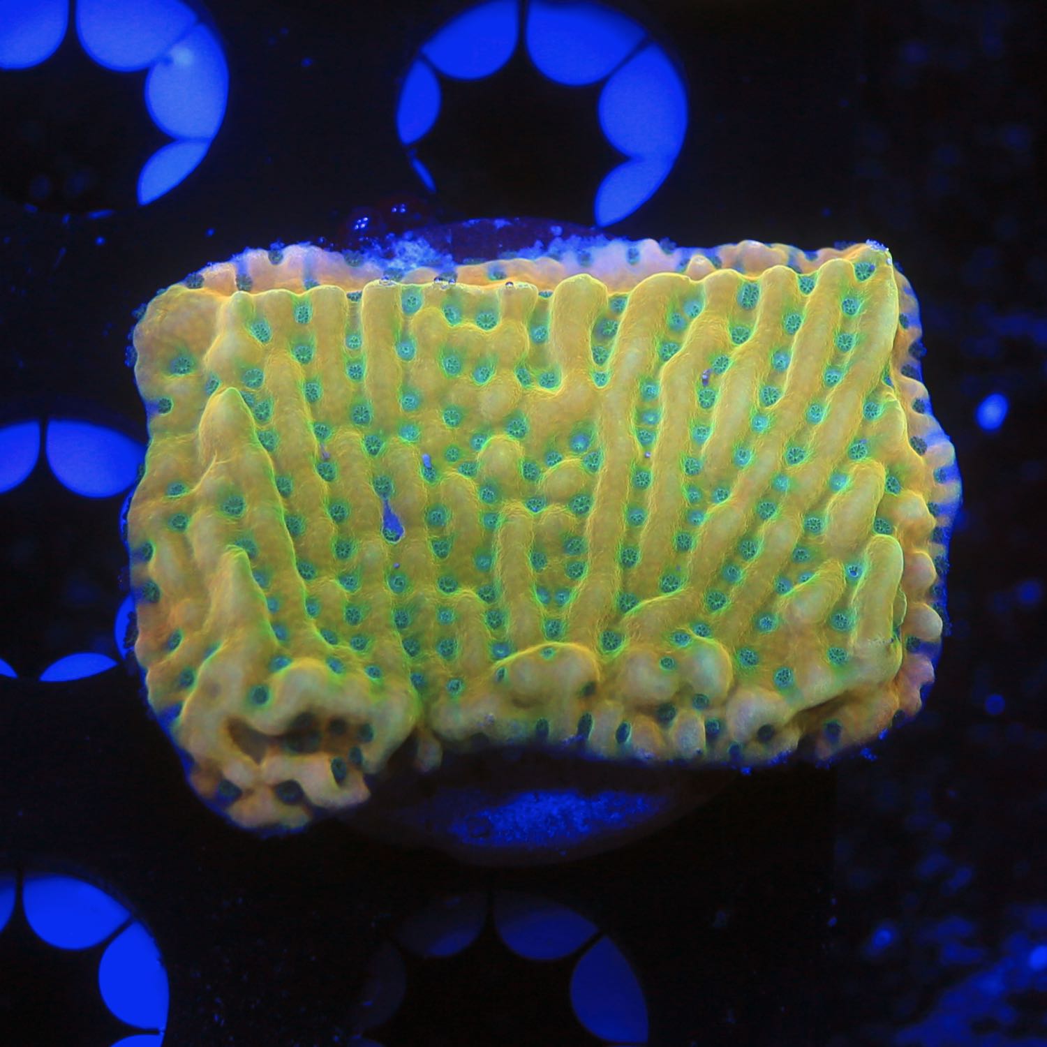 JF Beach Bum Montipora