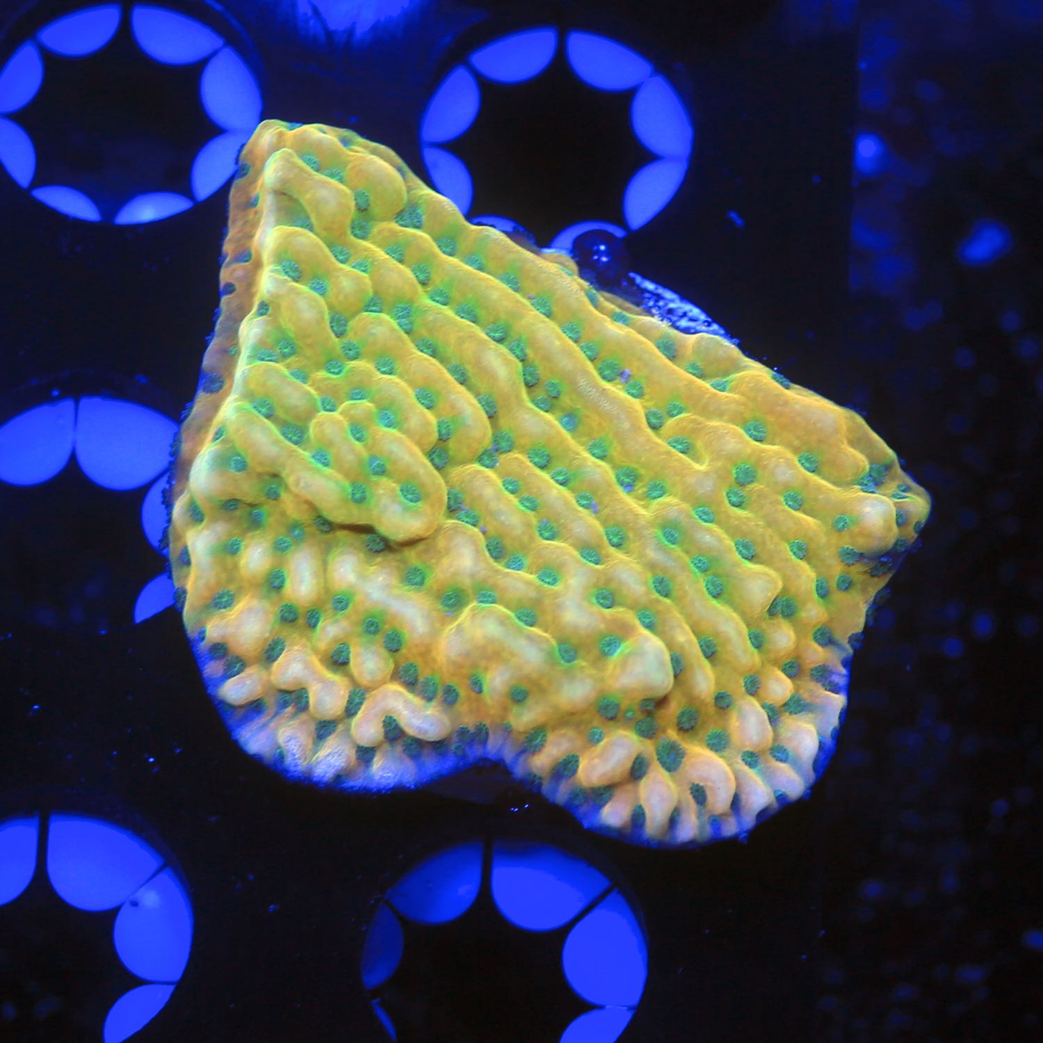 JF Beach Bum Montipora