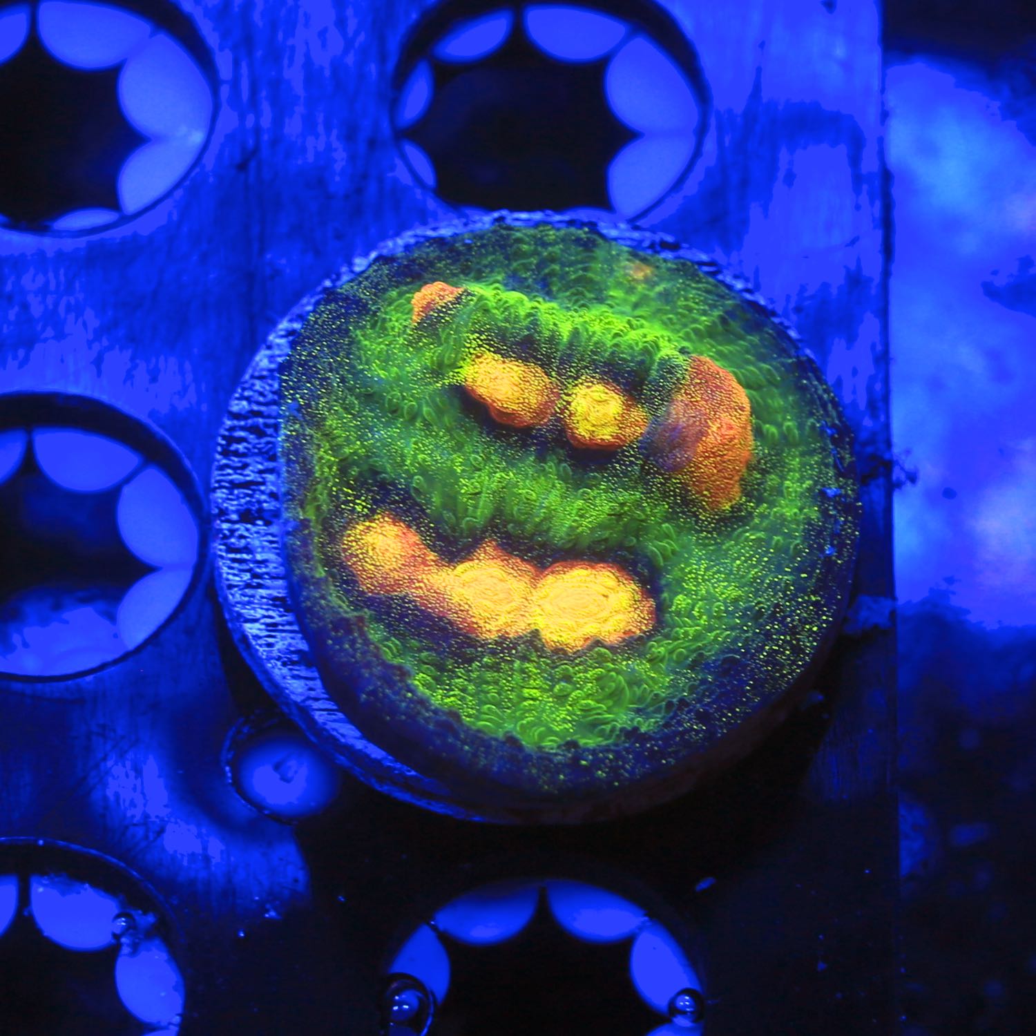 Raja Rampage Chalice