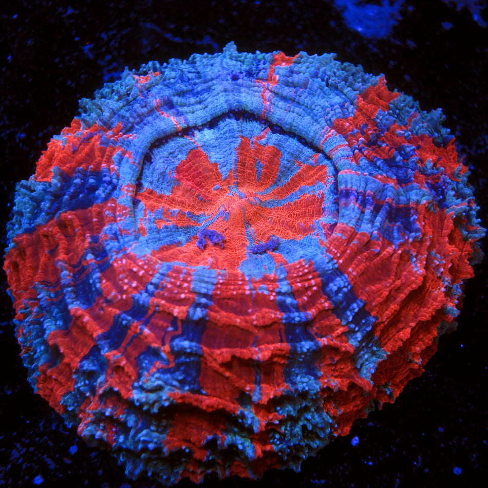 Superman Acanthophyllia