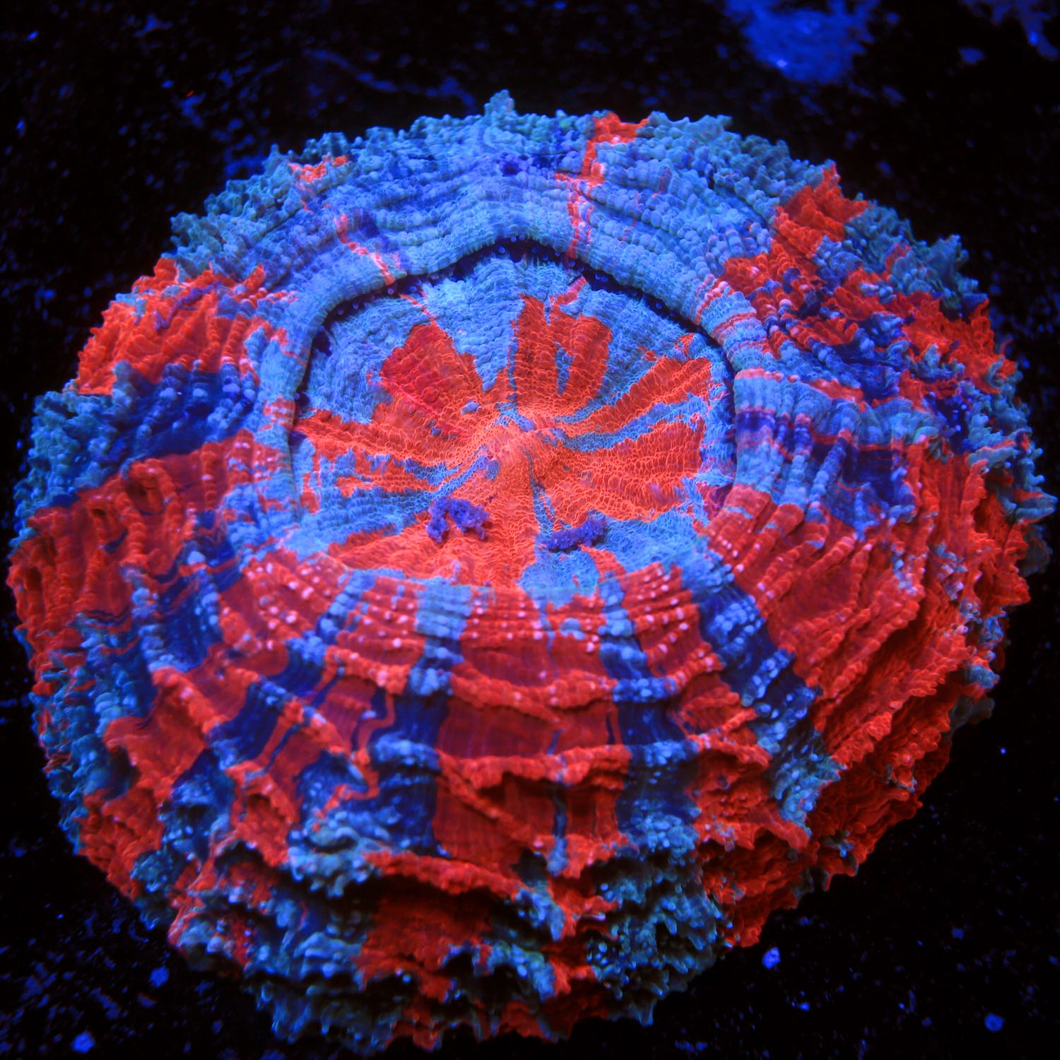 Superman Acanthophyllia