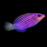 Six Line Wrasse (Pseudocheilinus hexataenia)