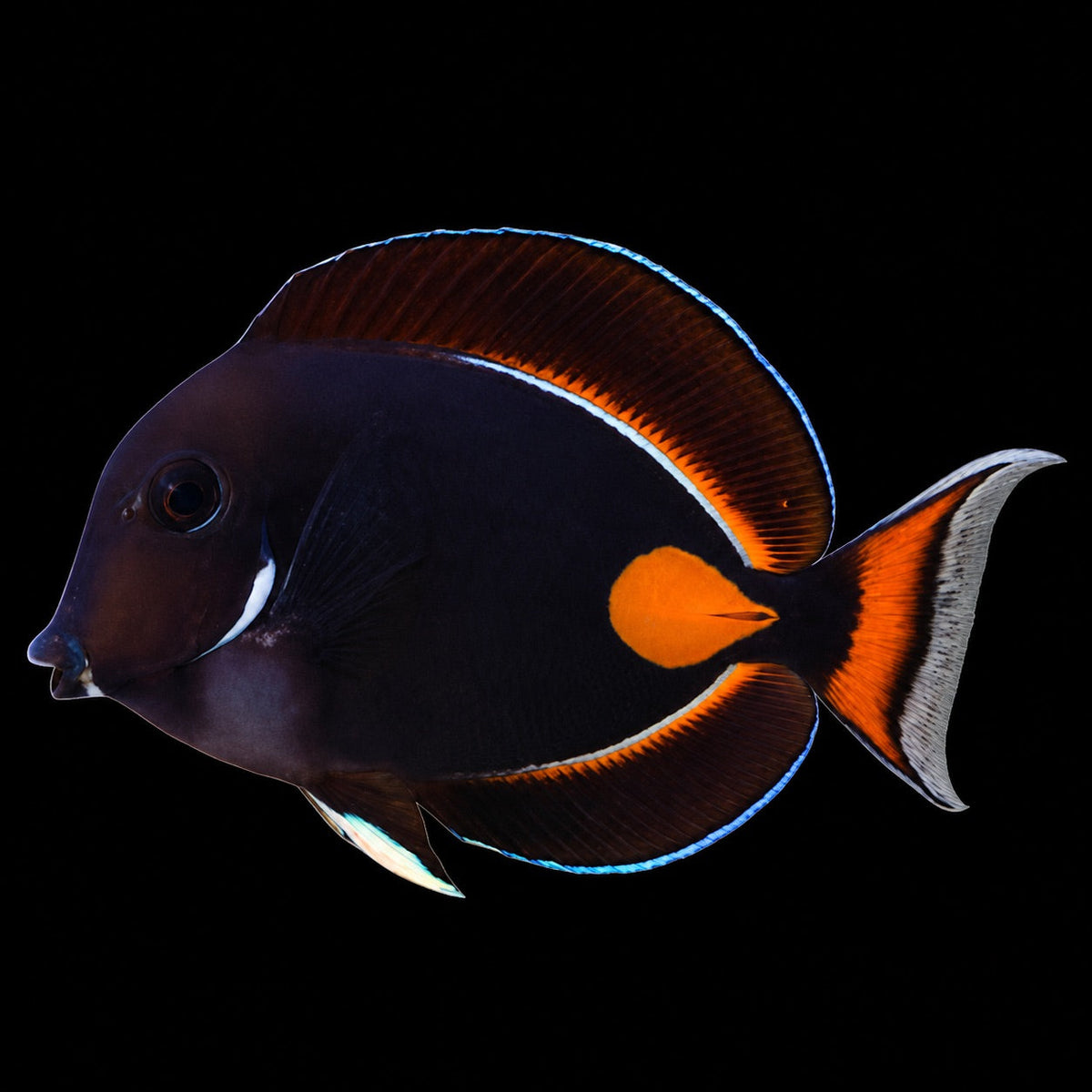 Achilles Tang (Acanthurus achilles) – Strictly Fish & Corals Miami