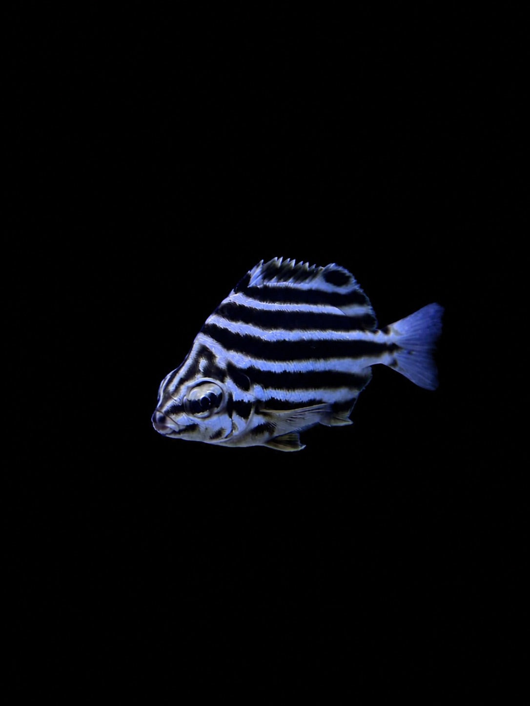 Australian Stripey Butterflyfish (Microcanthus strigatus) – Strictly Fish & Corals Miami