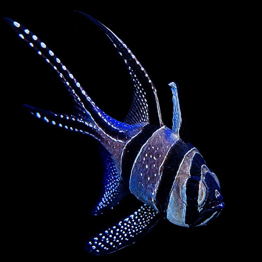 Banggai Cardinalfish (Pterapogon kauderni)
