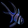 Banggai Cardinalfish (Pterapogon kauderni)