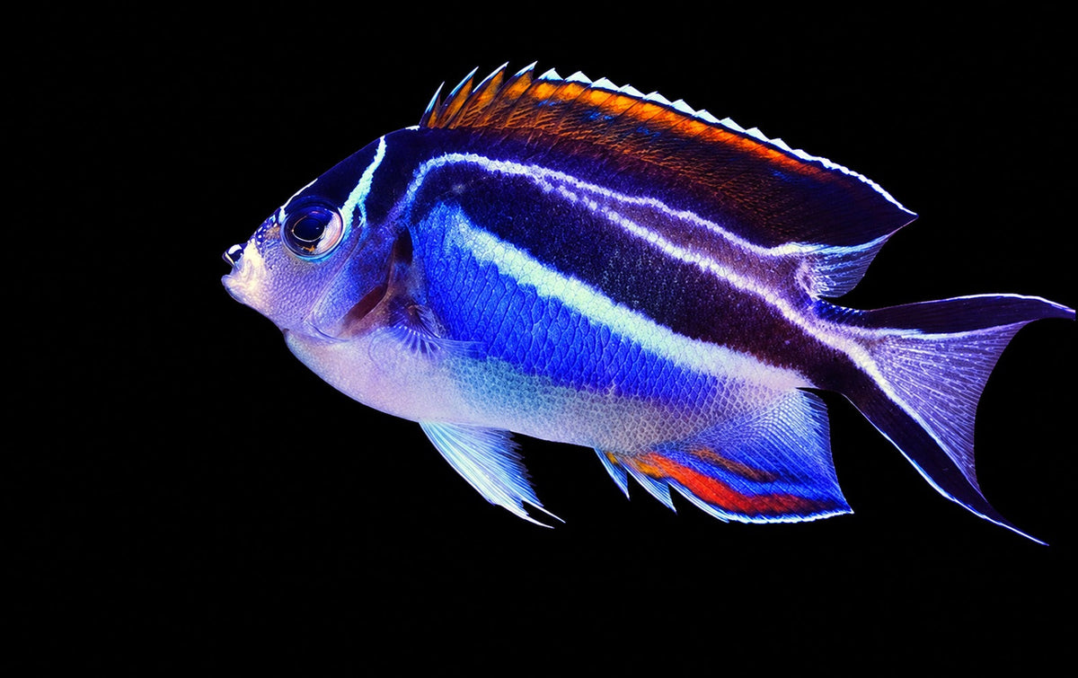 Bellus Angelfish female (Genicanthus bellus) – Strictly Fish & Corals Miami